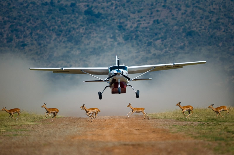 Flying journey safari