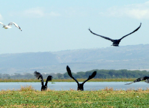 Naivasha National Park