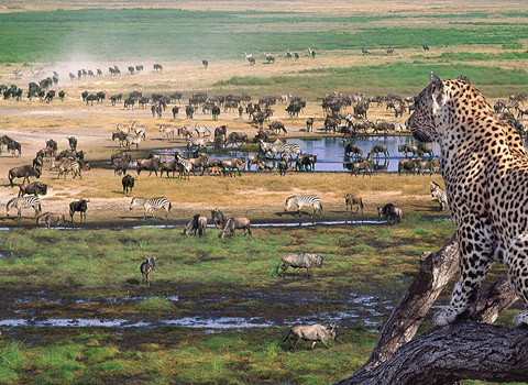 Kenya and Tanzania Safari