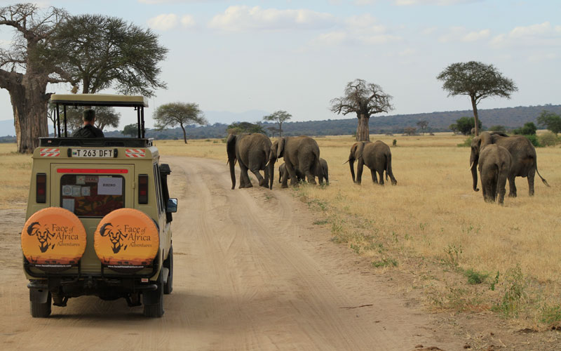 Tanzania Best Safari
