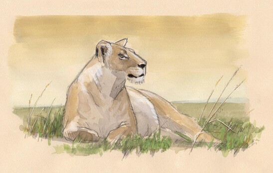 Tanzania Sketching Safari
