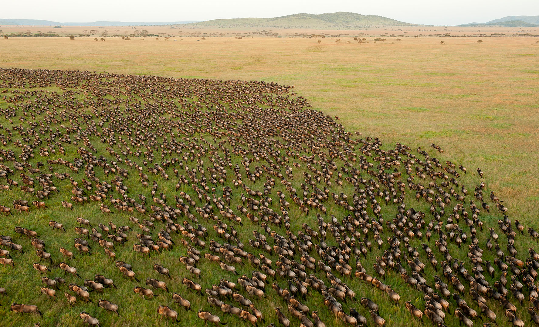 Tanzania Private Serengeti Wildebeest Migration Safari