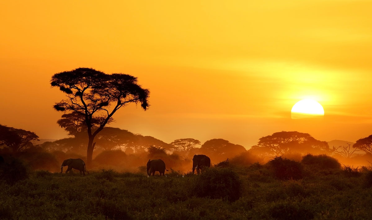 Kenya And Tanzania Safari