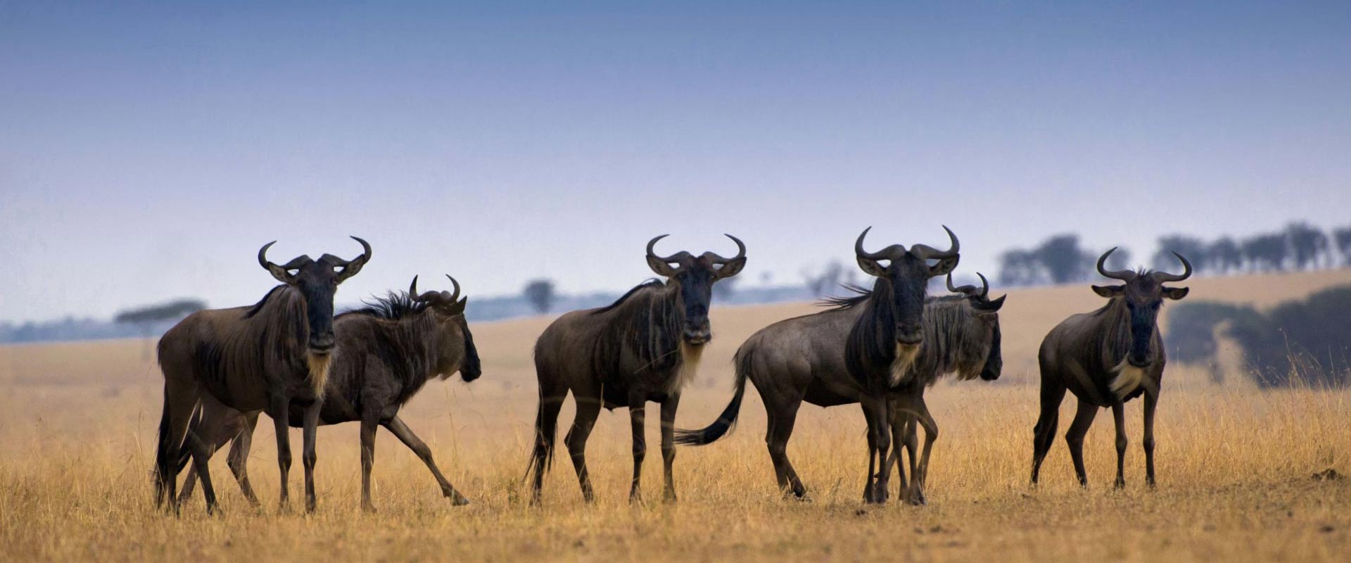 10 Days Tanzania Private Serengeti Wildebeest Migration Safari