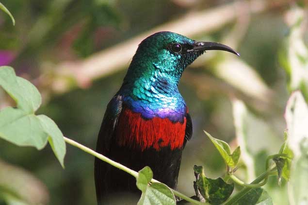 Uganda Birding Safari